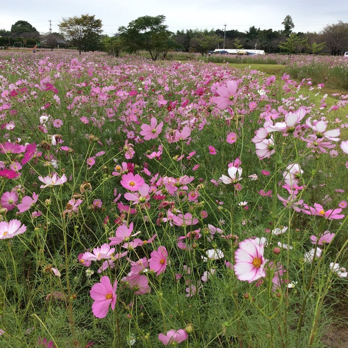 🌸 킨류 공원 - 킨류산 휴식 광장(킨류 코엔 - 킨류산 이코이노 히로바) 이미지 6